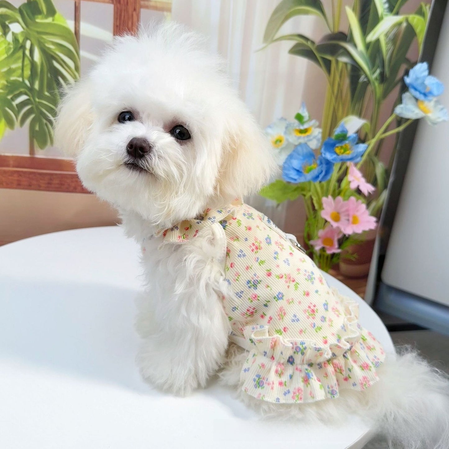 Dog and cat clothes, pet clothing